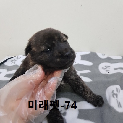 미래펫동물병원_431370202300955